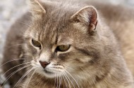 扭头张望的猫图片