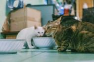扭头张望的猫图片