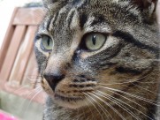 猫咪头部特写图片