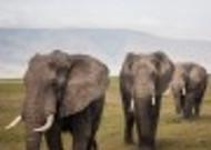 大象高清图片