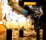 可爱的花灰色猫咪图片