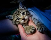 小巧可爱的幼猫图片