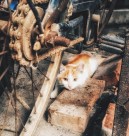 可爱的宠物猫的图片大全