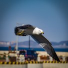 翱翔的海鸥的图片