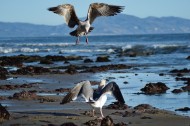 翱翔的海鸥的图片