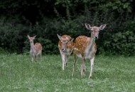 山坡上的鹿图片