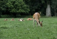 山坡上的鹿图片