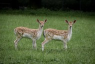 山坡上的鹿图片