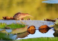 荷塘里的黄苇鳽图片
