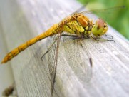 可爱的蜻蜓图片