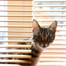 毛绒绒的猫咪图片