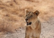凶猛的野生母狮子图片