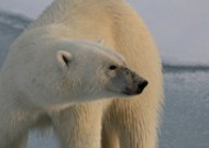 笨拙的北极熊图片