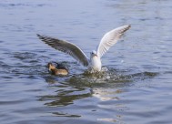 飞翔觅食的白色海鸥图片