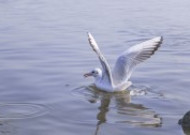 飞翔觅食的白色海鸥图片