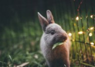 可爱的兔子图片大全