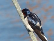 黑色可爱的燕子图片