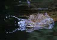凶狠的鳄鱼图片大全