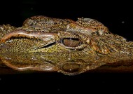 凶狠的鳄鱼图片大全