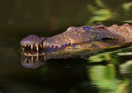 凶狠的鳄鱼图片大全