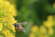 辛勤的蜜蜂图片