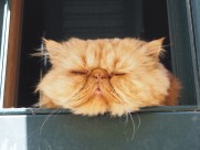 睡觉的猫咪图片