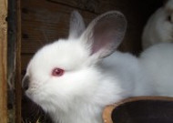 雪白的小白兔图片