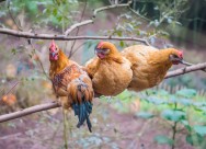 散养生态公鸡图片