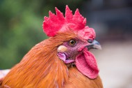 散养生态公鸡图片