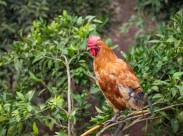 散养生态公鸡图片