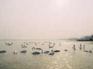 美丽天鹅的图片