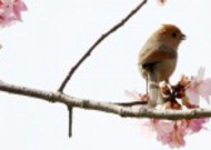 棕头鸦雀图片