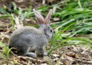 可爱的灰兔子图片