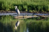 水边的苍鹭图片大全