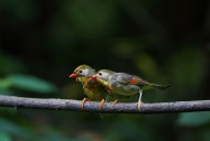 红嘴相思鸟图片大全