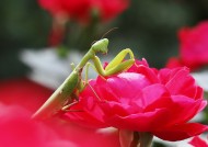 牡丹花上的螳螂图片
