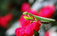 牡丹花上的螳螂图片