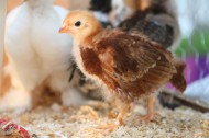 可爱的雏鸡图片