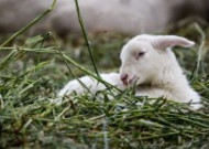 草地里的小羊图片