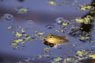 池塘里的青蛙图片