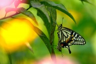 蝴蝶图片大全