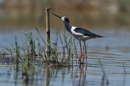 黑翅长脚鹬图片