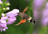 蜂鸟鹰蛾图片