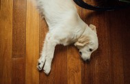 可爱的金毛犬图片大全