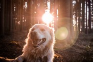 可爱的金毛犬图片大全
