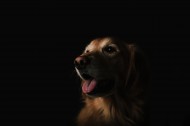 可爱的金毛犬图片大全