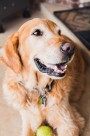 可爱的金毛犬图片大全