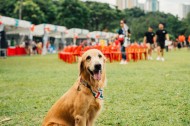 可爱的金毛犬图片大全