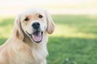 可爱的金毛犬图片大全