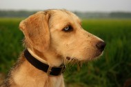 可爱的金毛犬图片大全